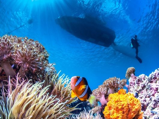 ファンダイビング 手軽に楽しむマクタン島周辺ポイント ＜ビーチまたは