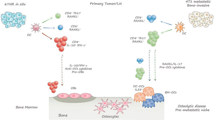 Perspective Chapter: Breast-Tumor-Derived Bone Pre-Metastatic