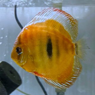 2025年7月3日入荷 DiscusX - ディスカス専門店 アクア＆ペット