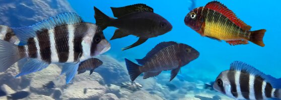 Tanganyika Buntbarsche