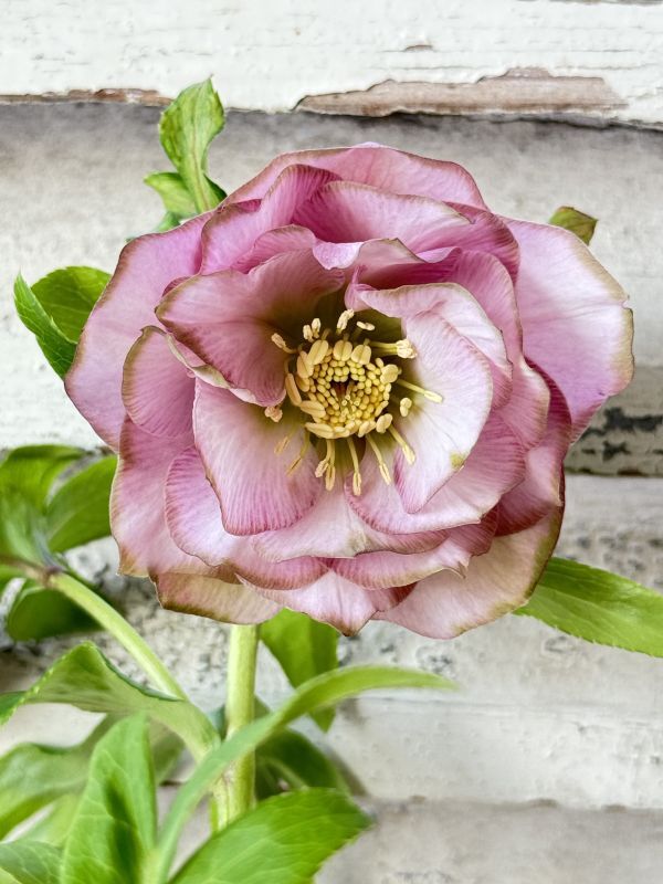 クリスマスローズ利休のカートオープンは7日21時です♪