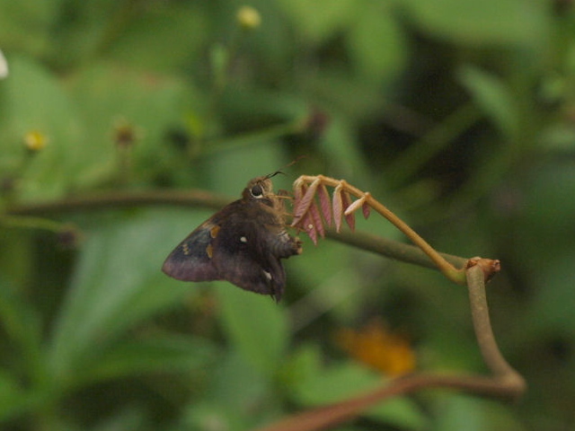 テツイロビロウドセセリ