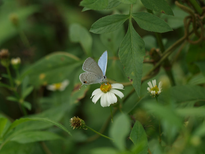 ウスアオオナガウラナミシジミ