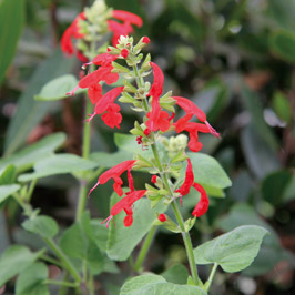 LES | シャンソン化粧品