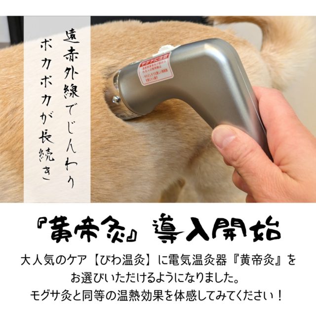 びわ温灸に黄帝灸が仲間入り】｜ちゃこーるぐれい 〜ペットのための