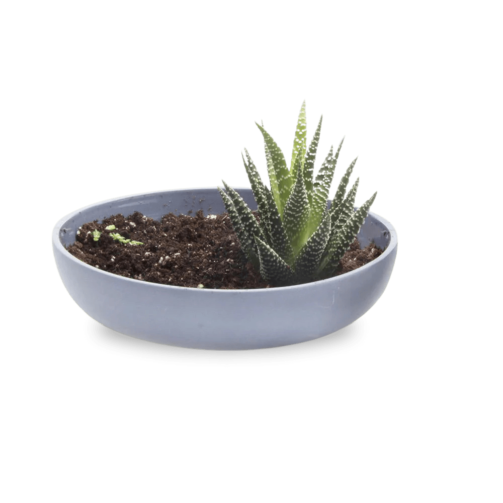 Moog Porcelain Succulent Garden Dish