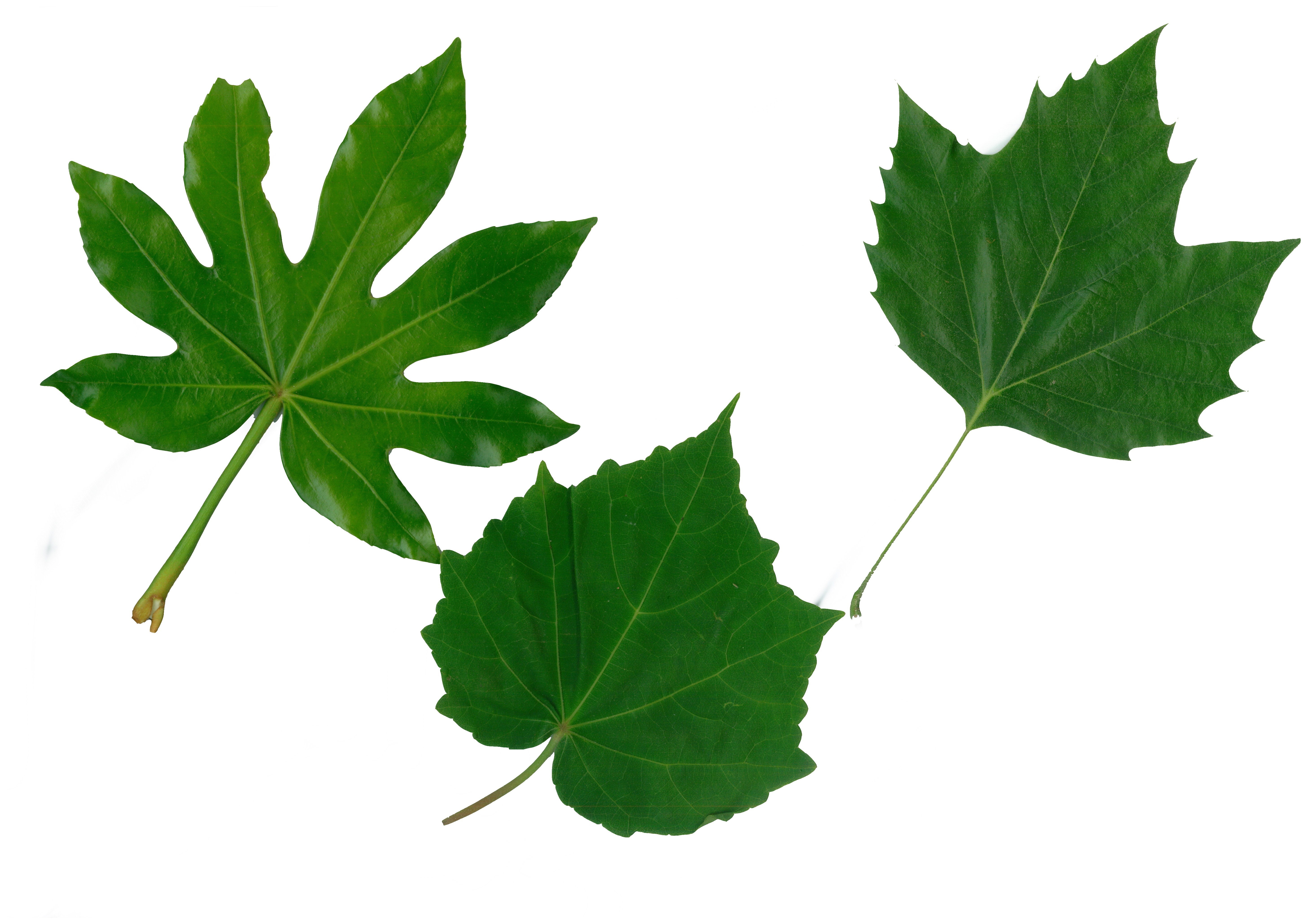 樹木NEWS-228:どれも1枚の葉っぱ | 千葉明徳短期大学附属幼稚園