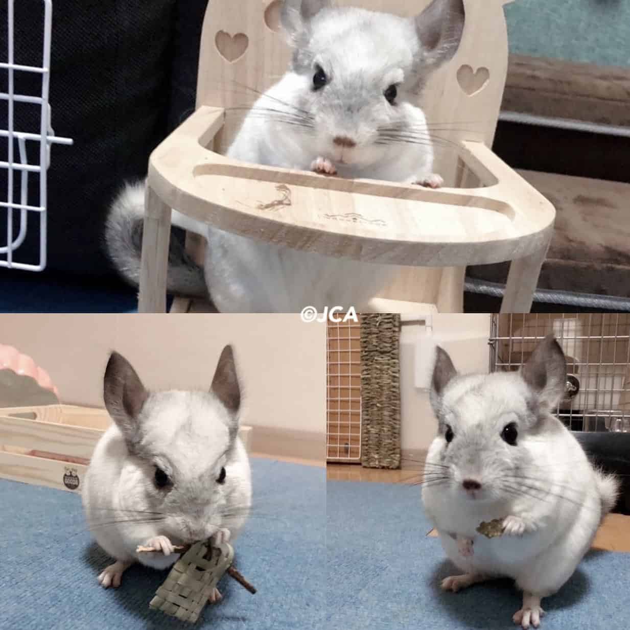 里親様からの近況報告 2025年6月 | 一般社団法人 日本チンチラ協会