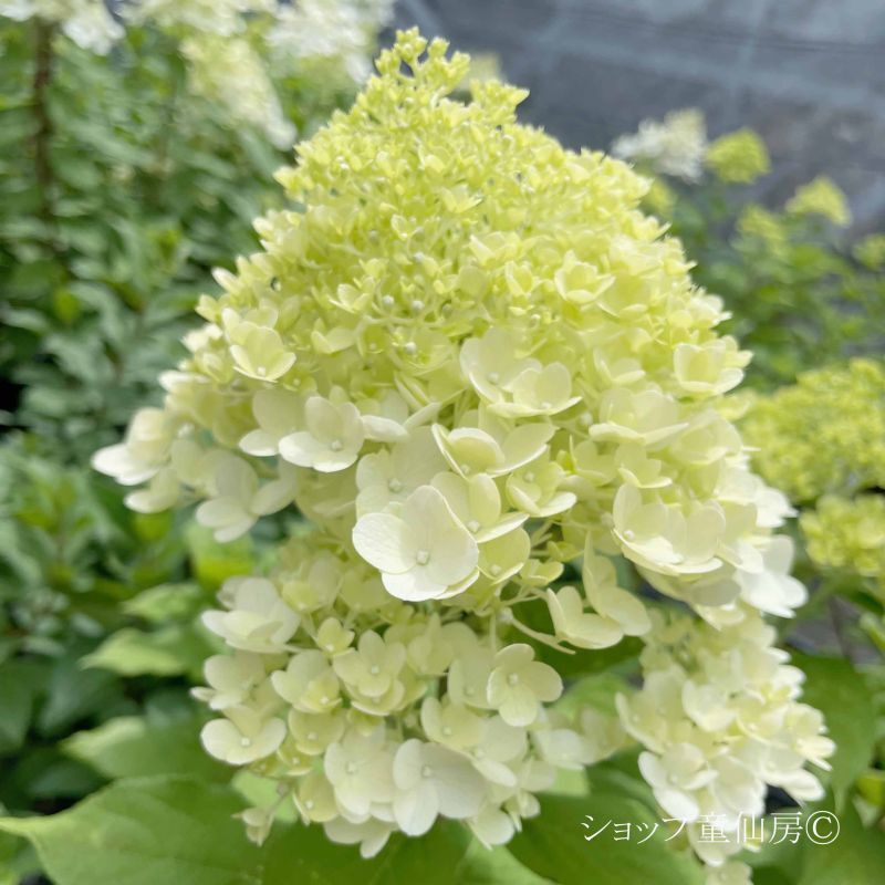 童仙房ナーセリー＆ガーデンのハイドランジア,パニキュラータ,庭の