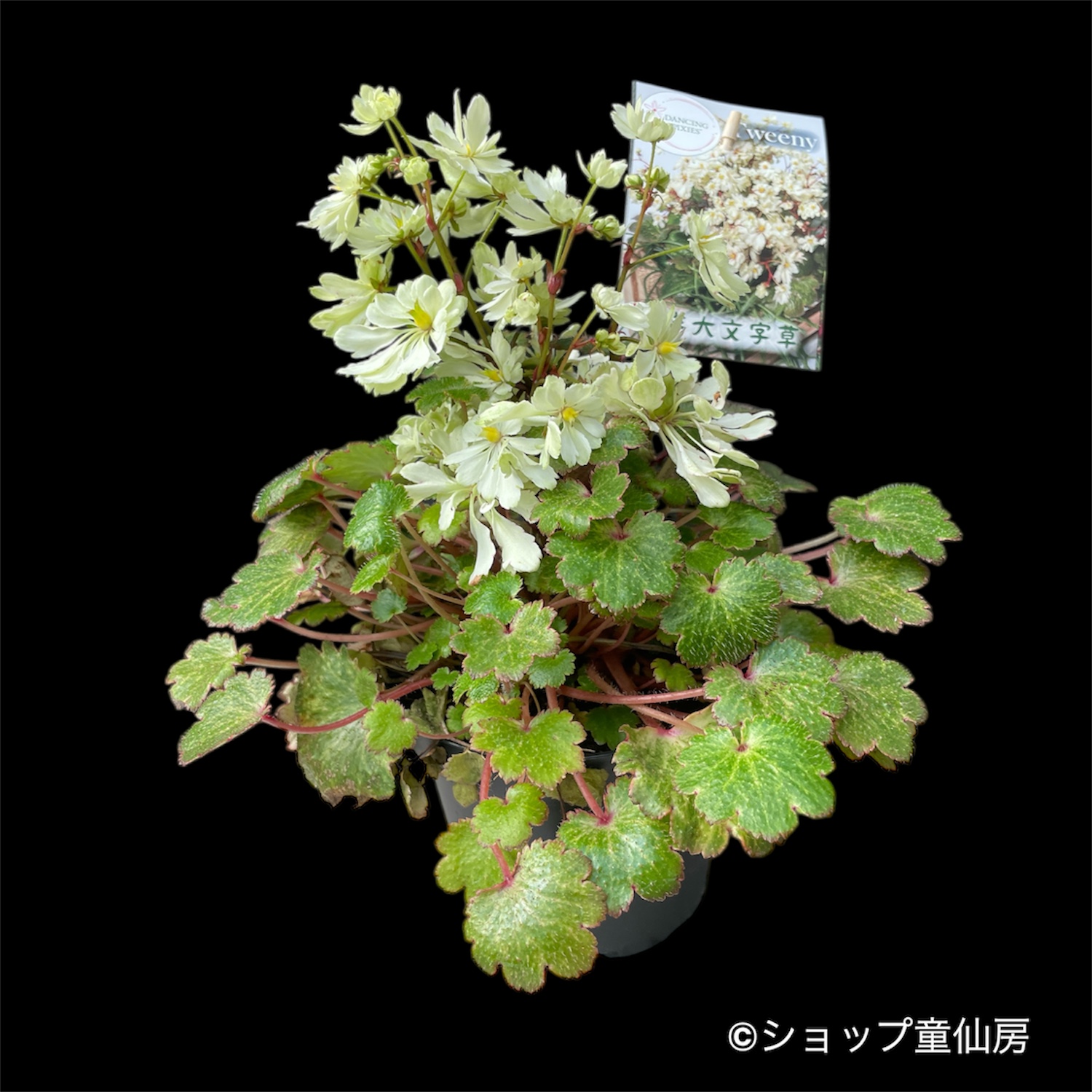 クリスマスローズ専門店ショップ童仙房 サキシフラガ・ダンシング