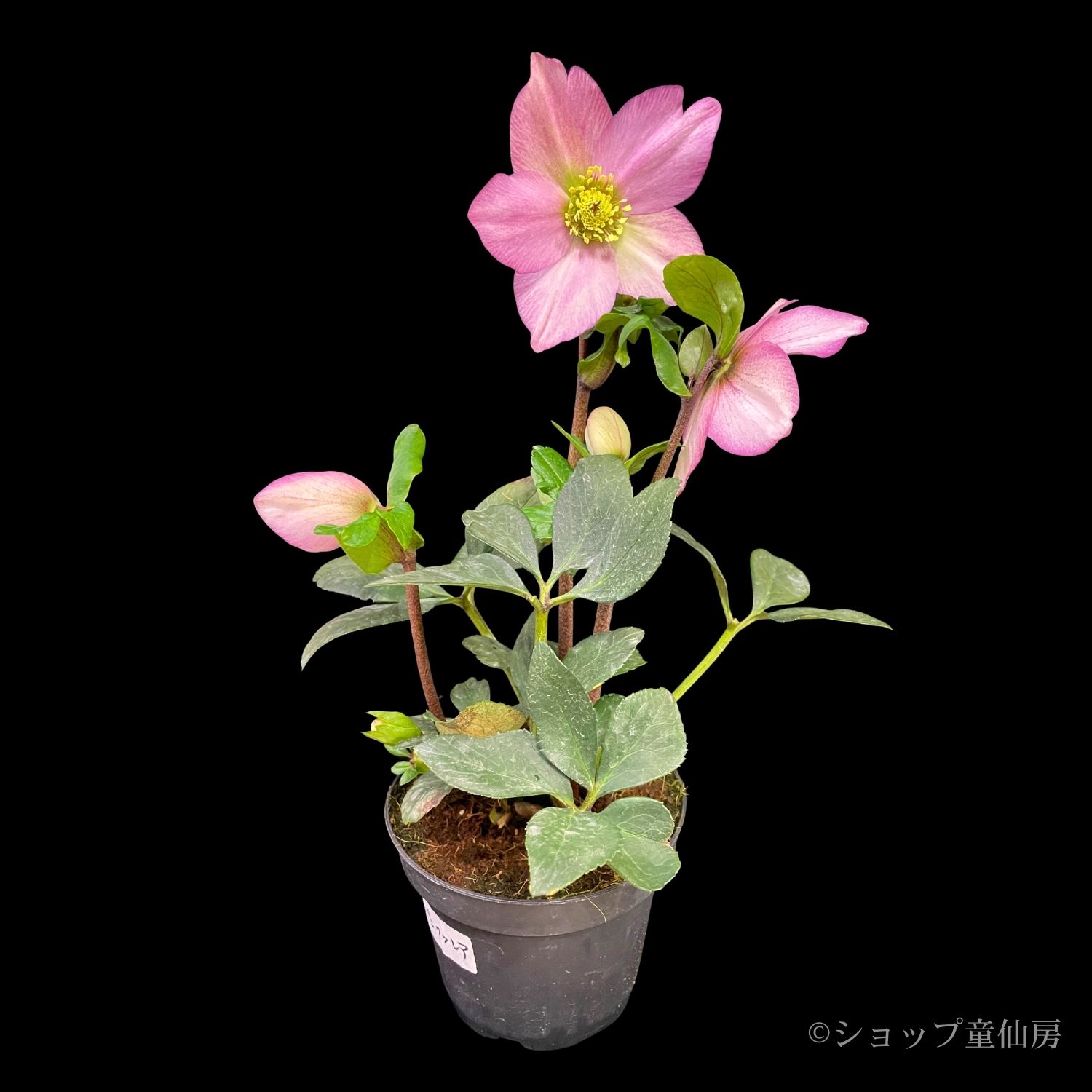 クリスマスローズ,童仙房ナーセリー＆ガーデンのクリスマスローズ,雪の