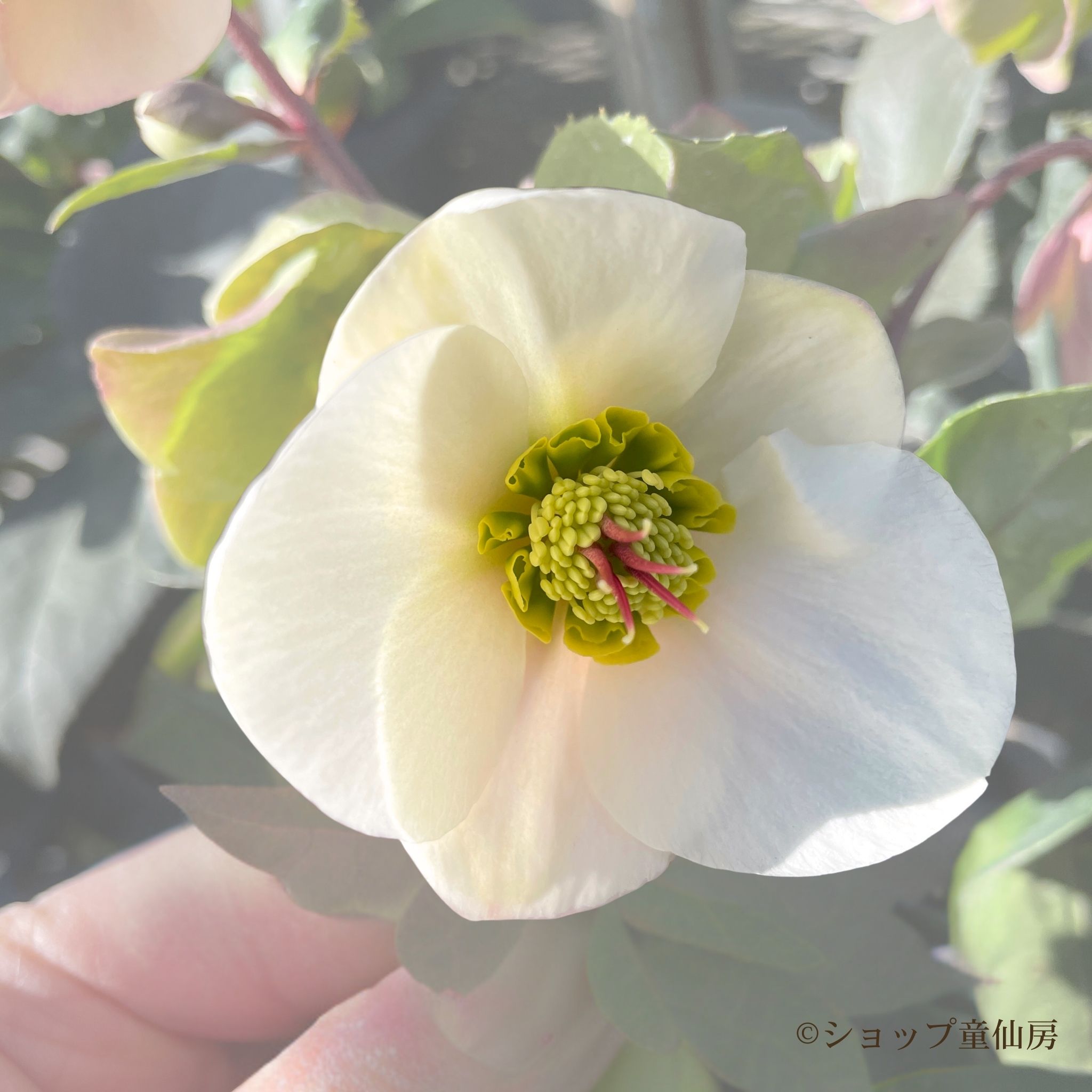 クリスマスローズ,童仙房ナーセリー＆ガーデンのクリスマスローズ