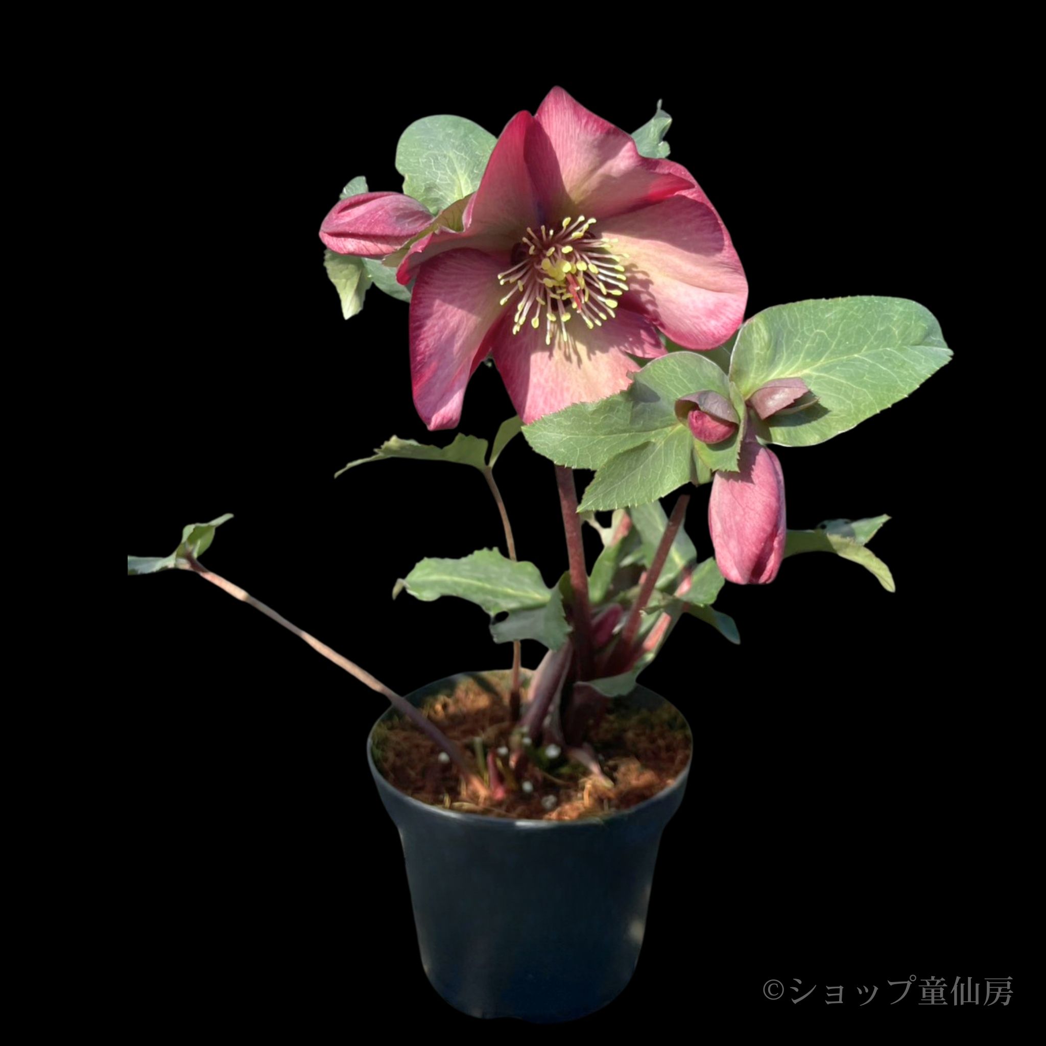 クリスマスローズ,童仙房ナーセリー＆ガーデンのクリスマスローズ,氷の