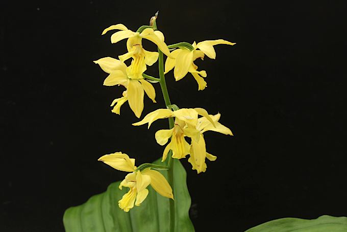 キエビネ - 「中越植物園オンラインショップ」