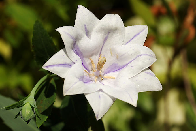 八重咲絞り咲キキョウ - 「中越植物園オンラインショップ」