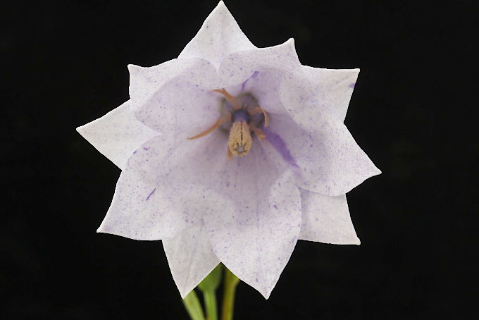 八重咲絞り咲キキョウ - 「中越植物園オンラインショップ」