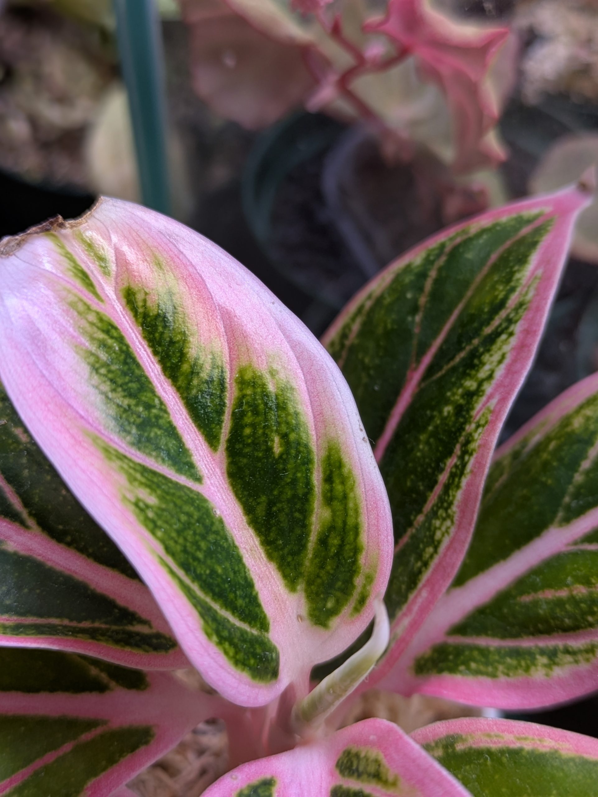 アグラオネマ・ロータスディライト