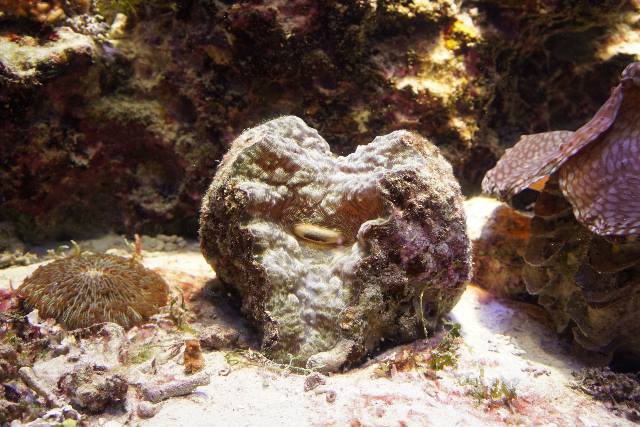 シャゴウ | 美ら海生き物図鑑 | 沖縄美ら海水族館 - 沖縄の美ら海を