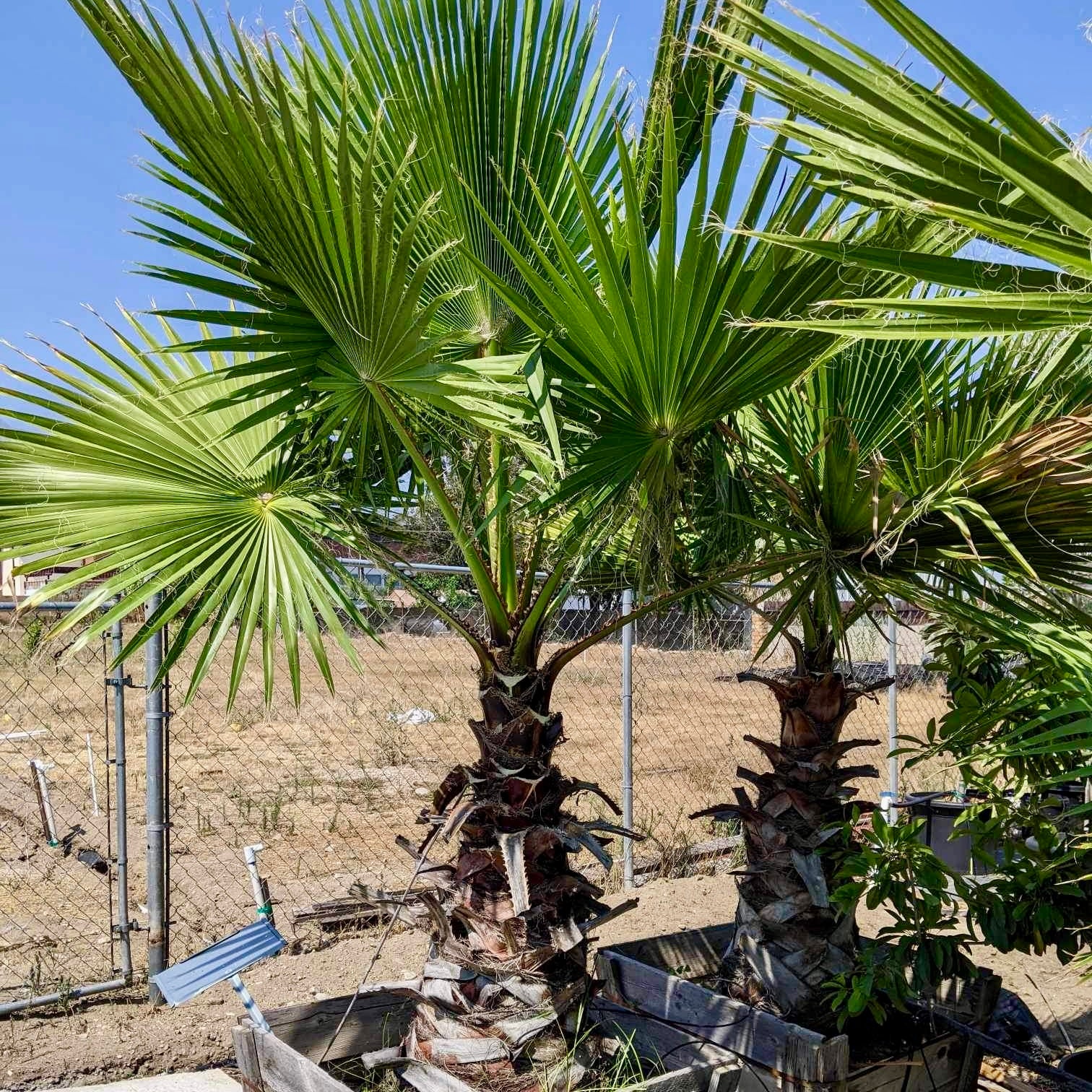 Palm Trees | C&J Gardening Center