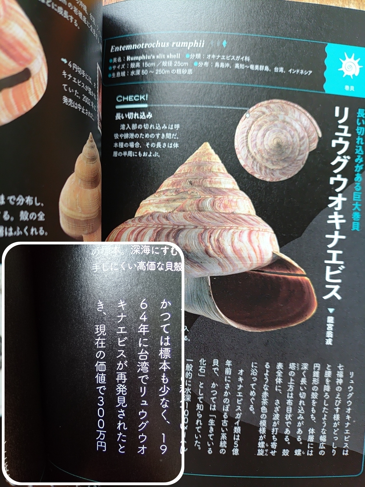 海岸行ったら探してみよ～、リュウグウオキナエビス | TORQUE STYLE