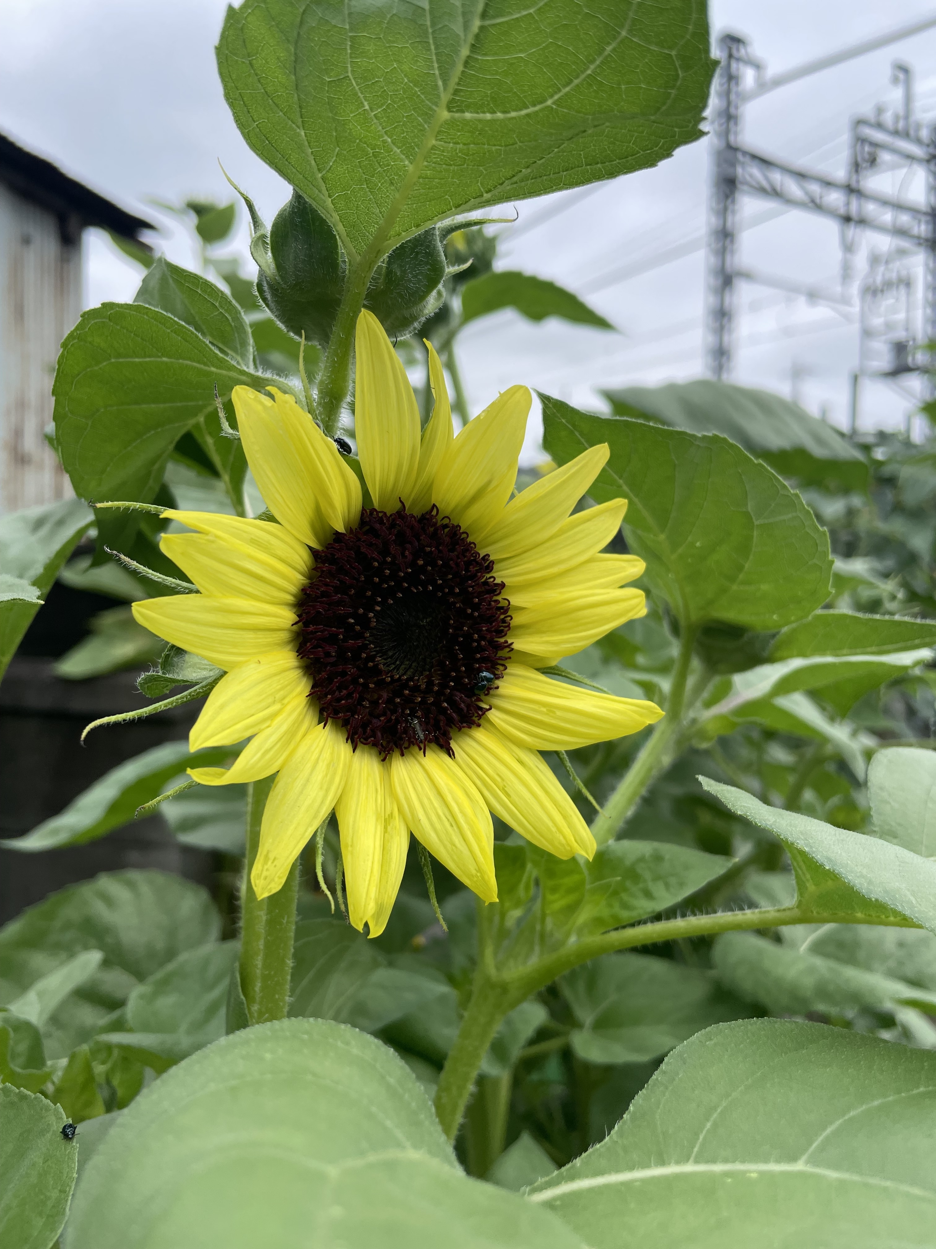 ひまわりバレンタイン4号 | CAINZ DIY Square