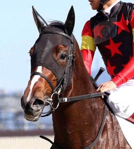 坂本の土曜注目馬【中山11R・アネモネS】 - UMATOKU | 馬トク