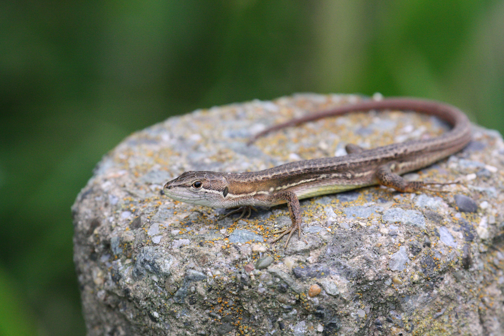 初心者向け】カナヘビの飼い方｜必要なものと飼育のポイントを解説