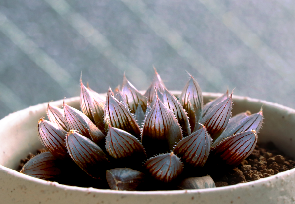 窓のきれいなハオルチア | グリーン＆インテリア ー 何気ない日々を