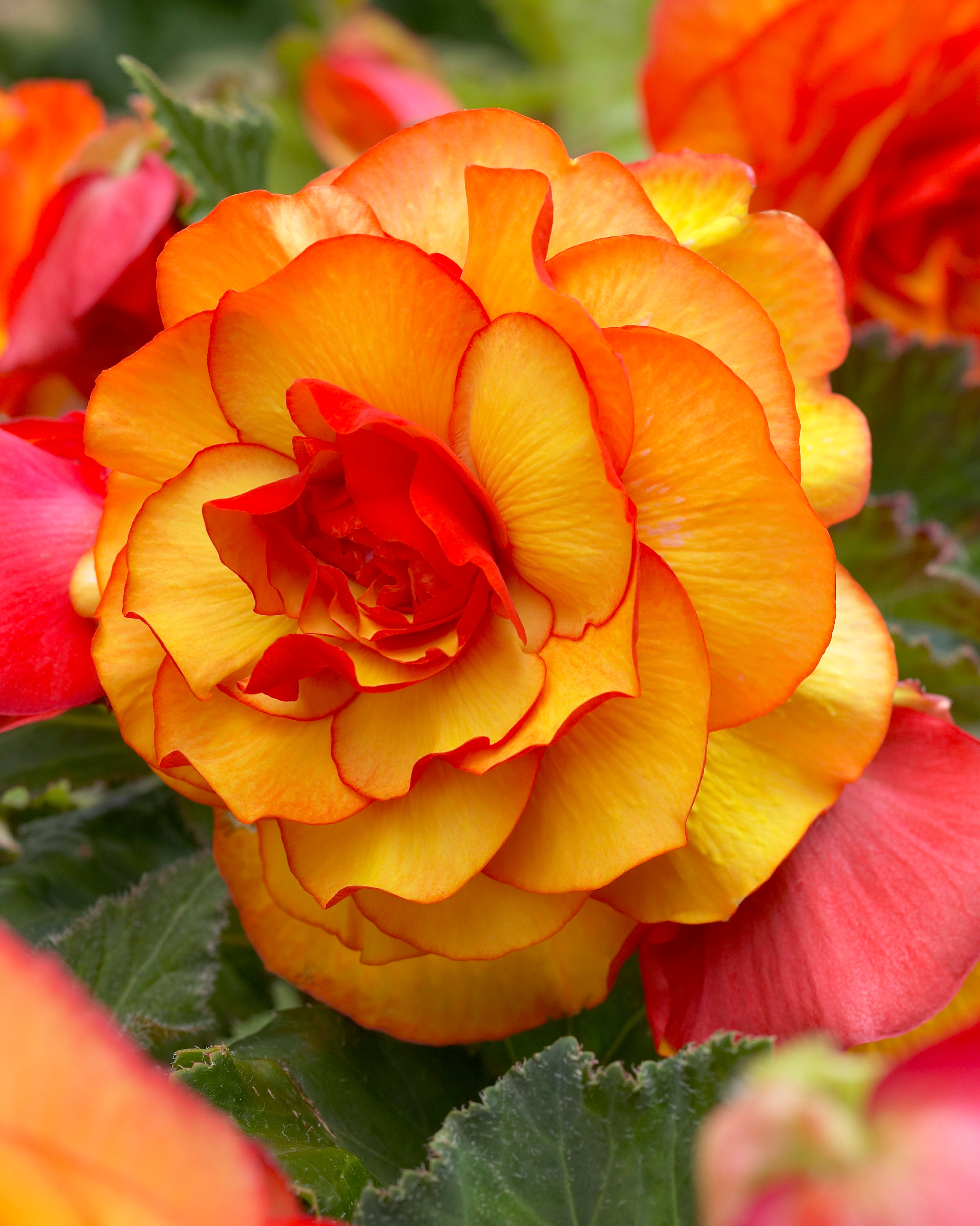 Spring Begonias for Canadian Gardens | Coast Farms