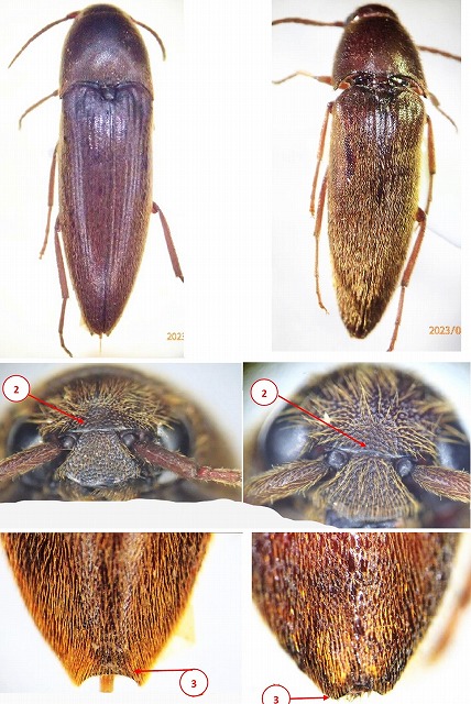久留米昆メンバーによる「綾町・照葉樹林探訪」その1