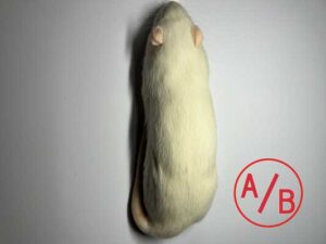 冷凍ラット レギュラー | サイバークリケット