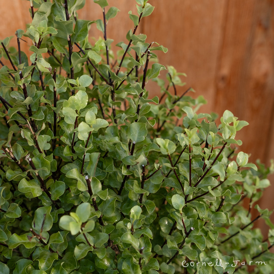 Pittosporum t. Wrinkled Blue 2gal – Cornell Farm