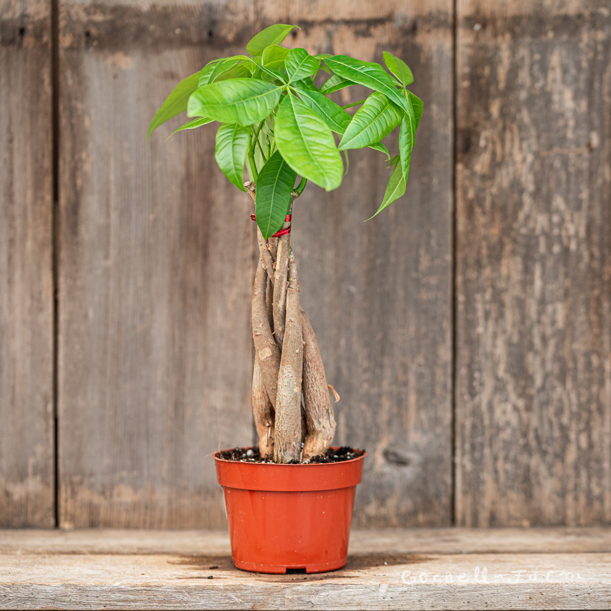 Pachira aquatica 4in Braided Money Tree – Cornell Farm