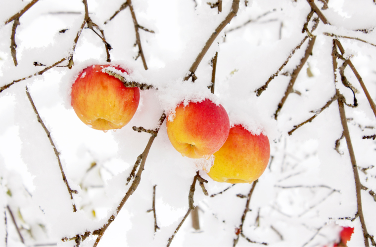 もの語り Story - 雪かぶりふじ林檎ジャム｜株式会社セゾン