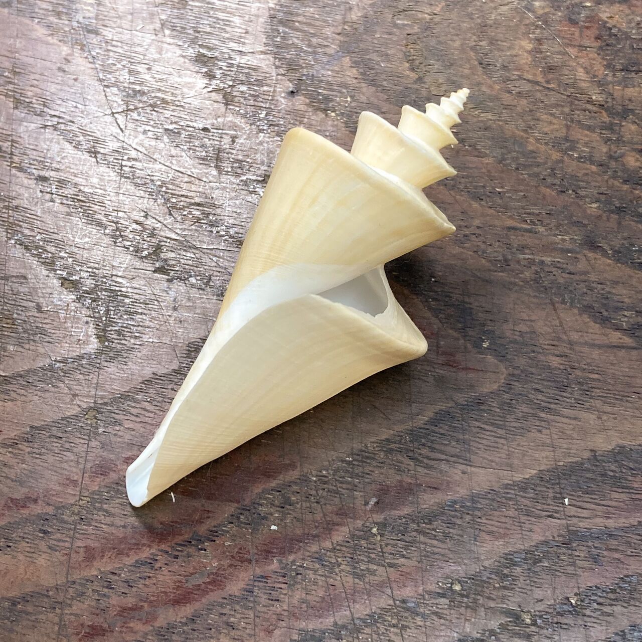 自然・標本 :: 標本 :: チマキボラ Japanese Wonder 82mm ラベルなし