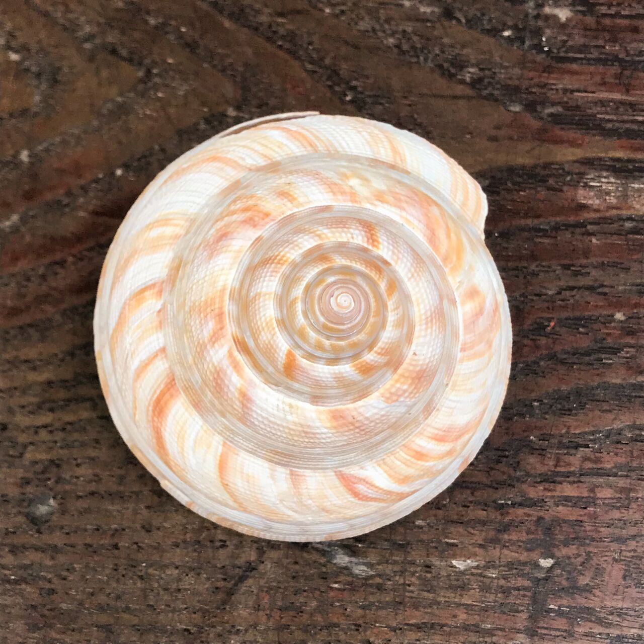 自然・標本 :: 標本 :: ベニオキナエビス Hirase's Slit Shell 71mm