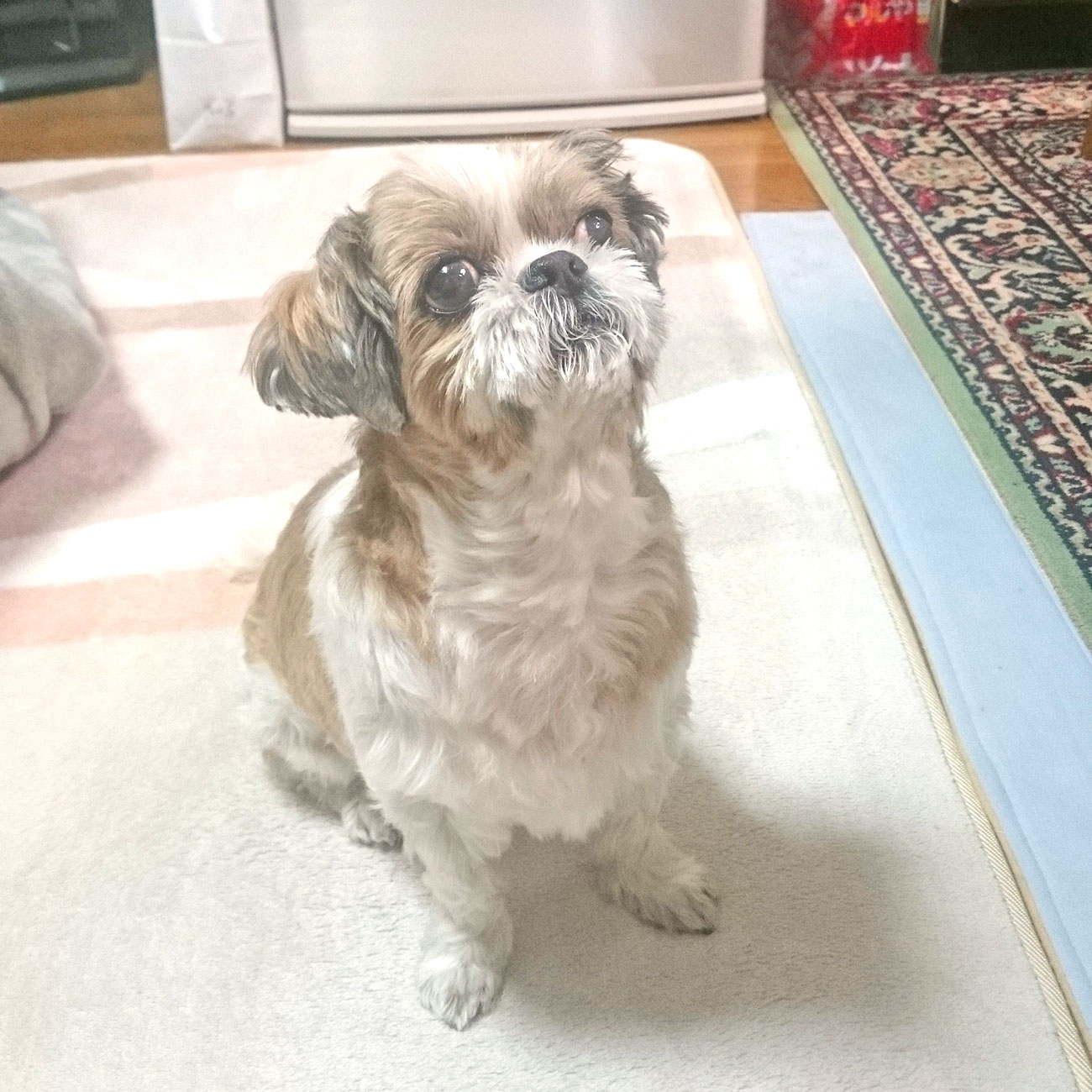 190315ポチちゃん シーズー - 【公式】ぬいぐるみのオーダーメイド