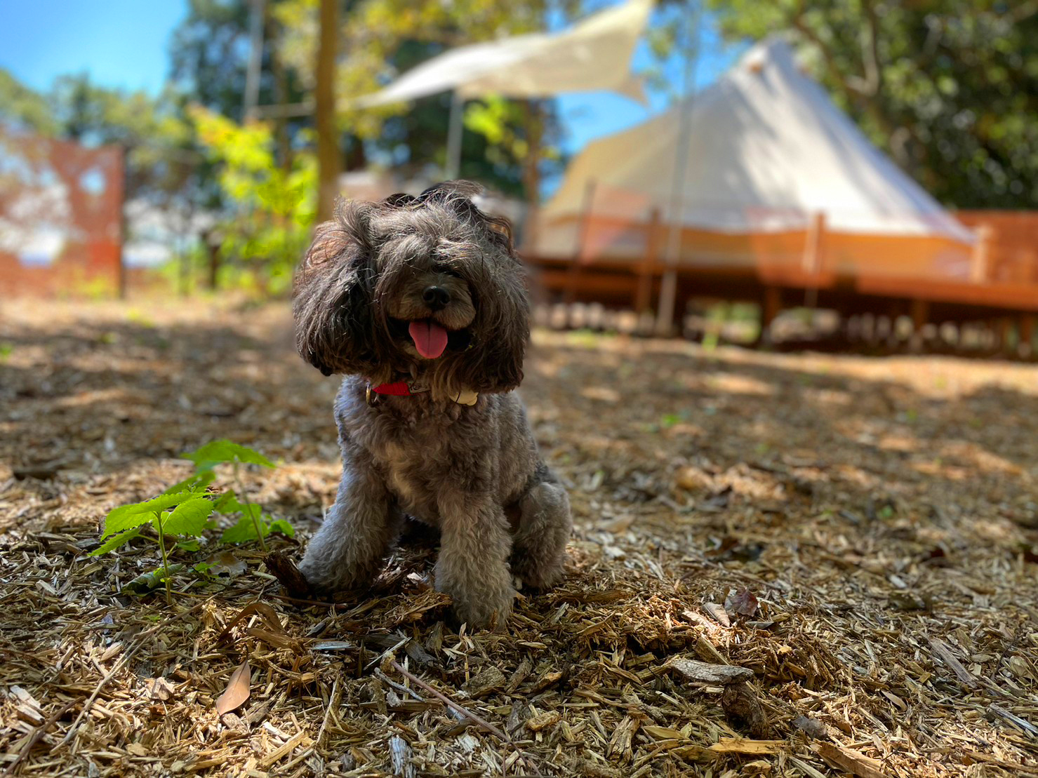 プライベートドッグラン付きテント | 電車で行ける関東・神奈川の