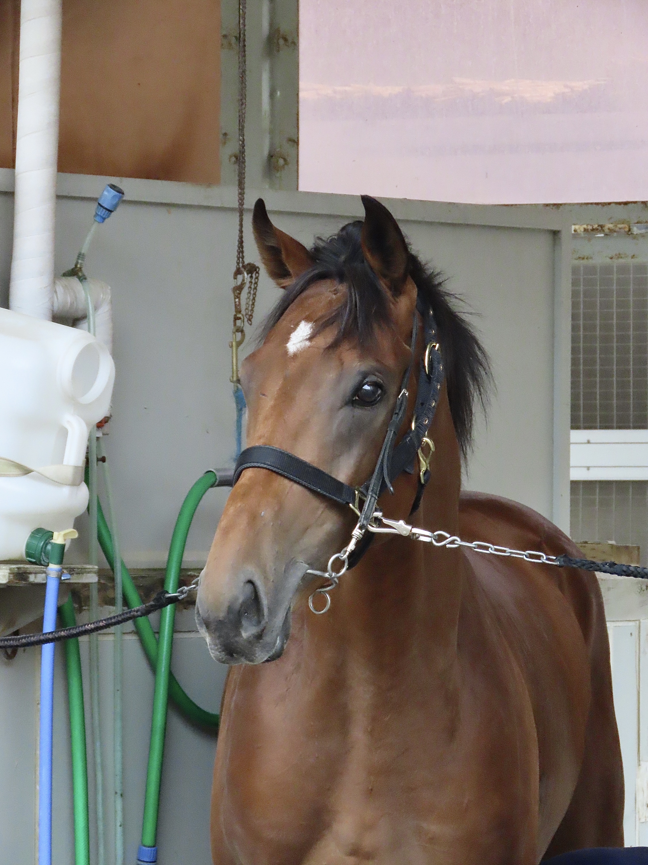 アーモンドアイの初子アロンズロッドは10・26東京デビューを視野