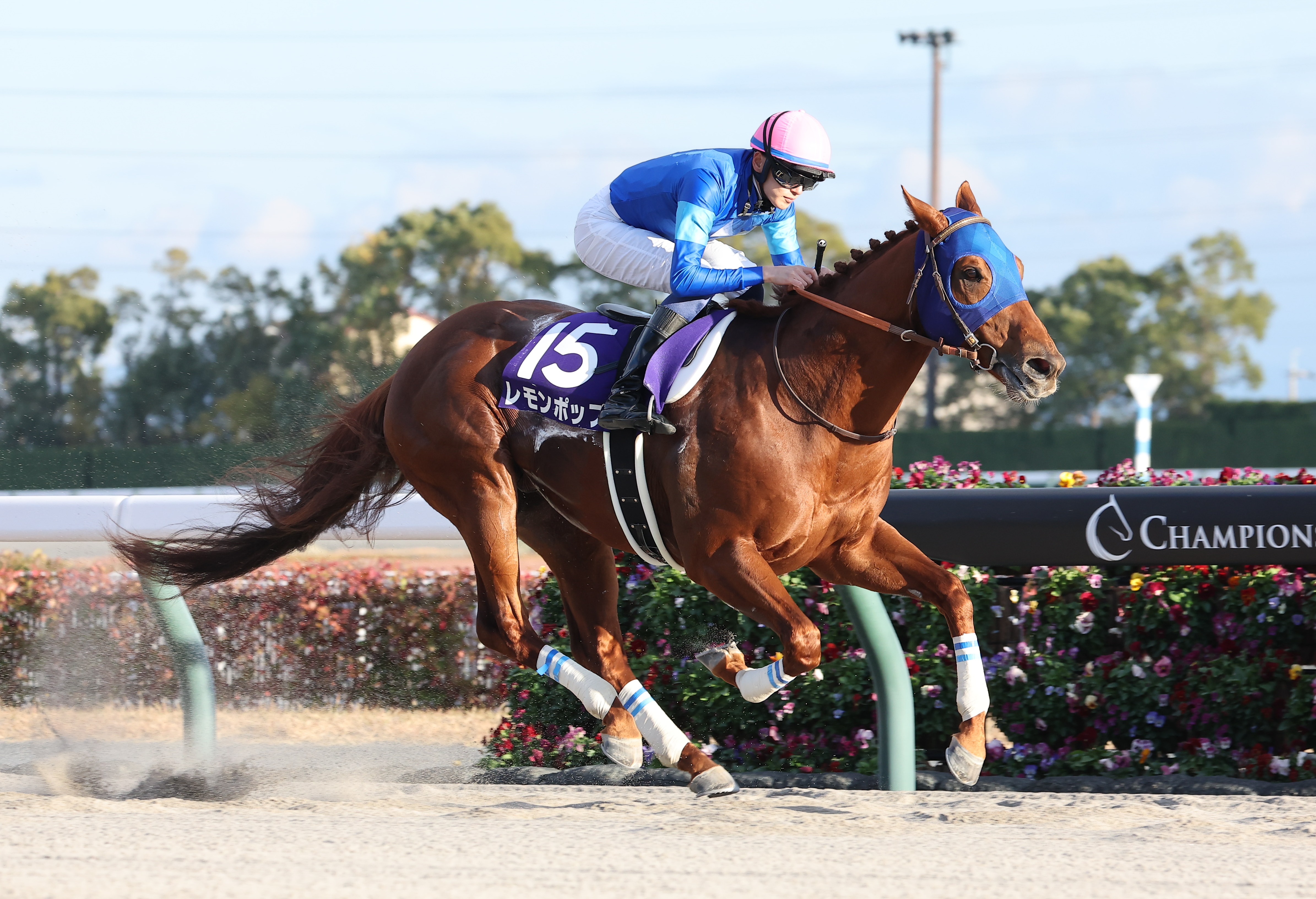 レモンポップはチャンピオンズCがラストラン 田中博康調教師「あと1戦