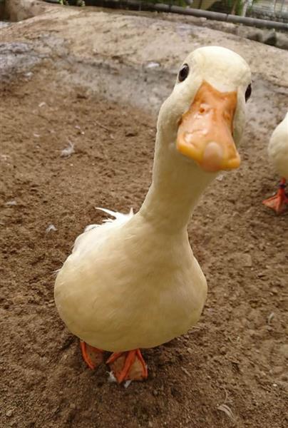 長野・須坂市動物園 飼育員日誌】コールダックの「キング」 餌に釣られ