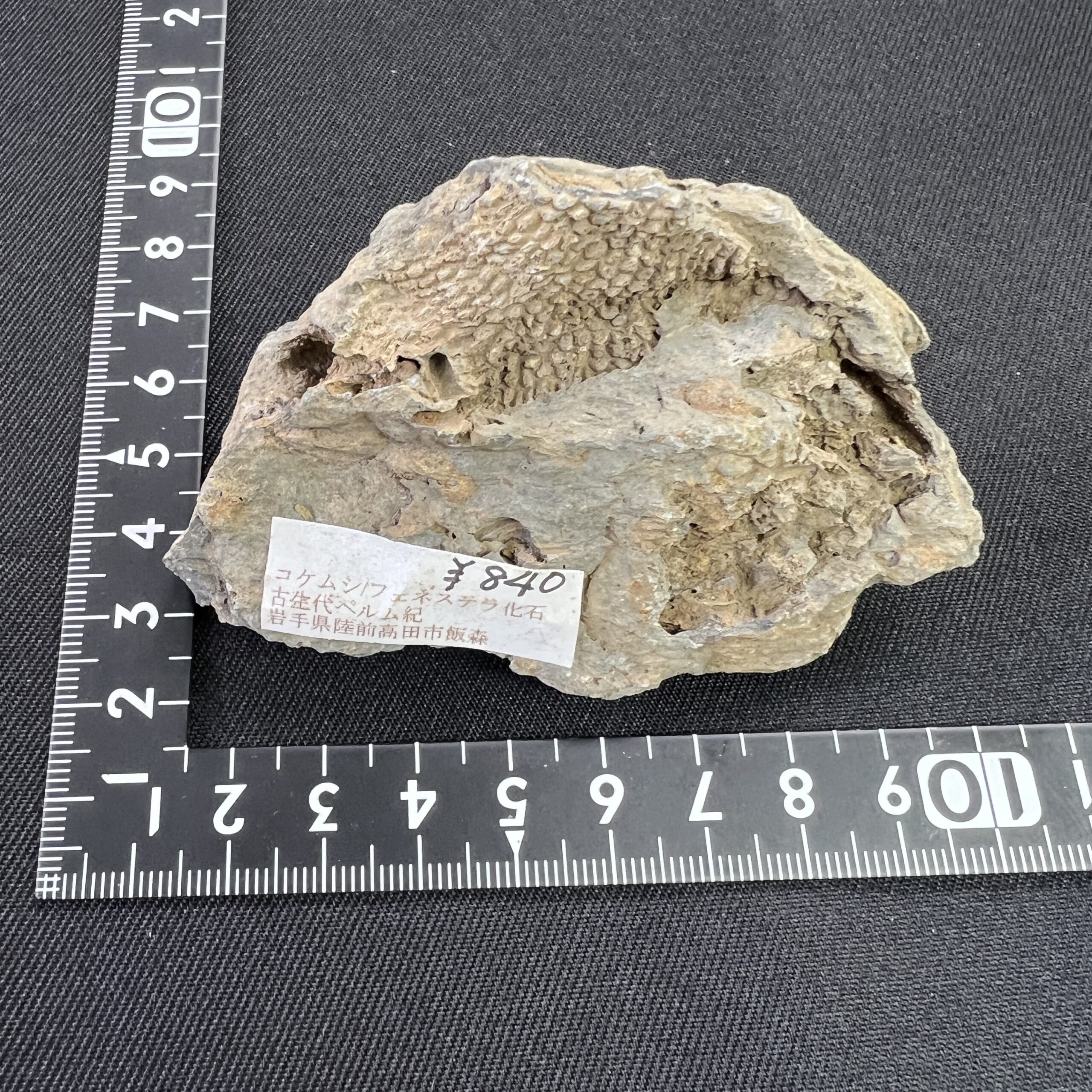 11.18（金）日本産の化石が入荷しました。 | クリスタル・ワールド御徒町店