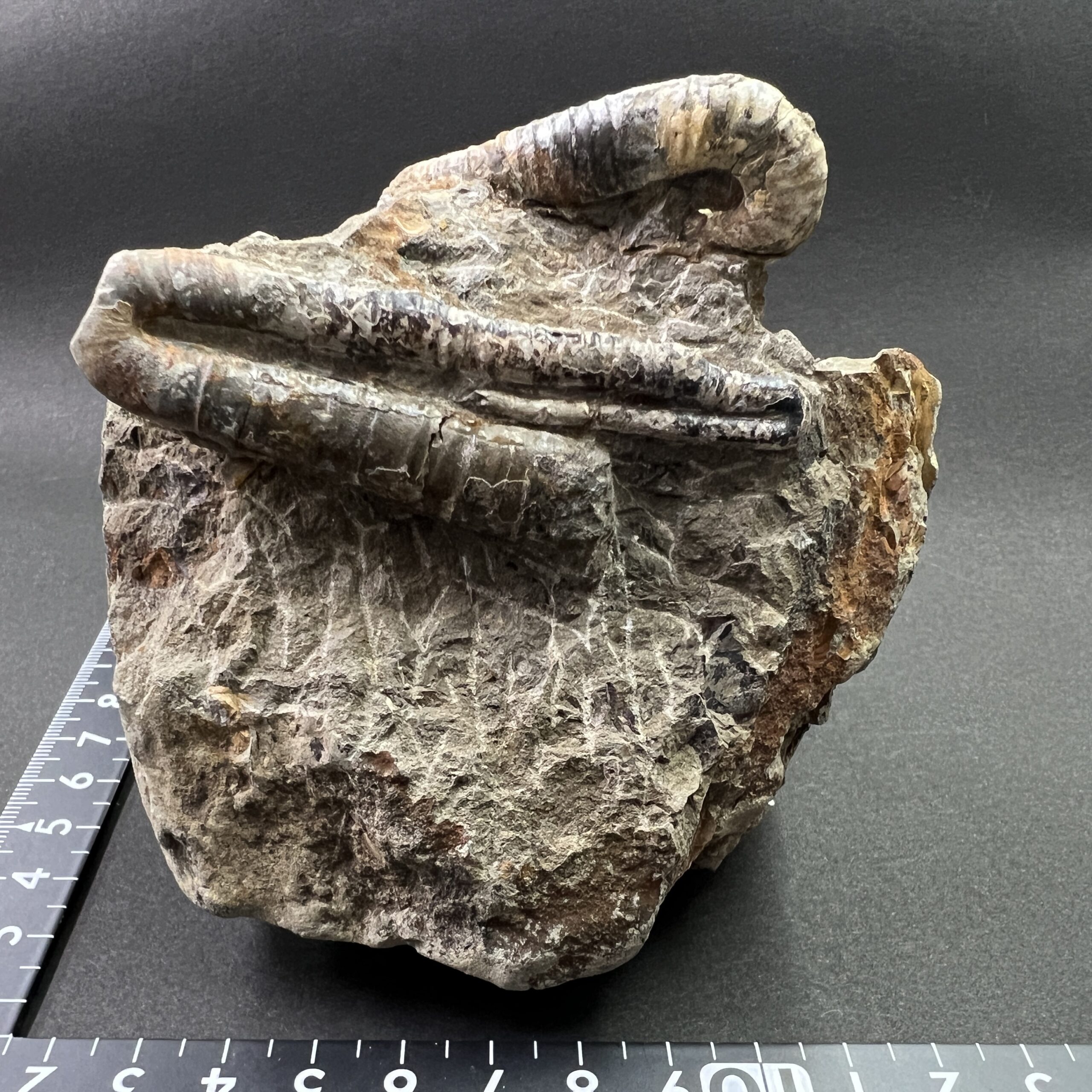 異常巻】ポリプチコセラス / 北海道のアンモナイト | クリスタル