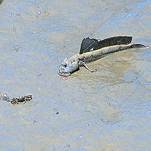熊本大学沿岸域環境科学教育研究センター 第8回市民公開講座―「有明海