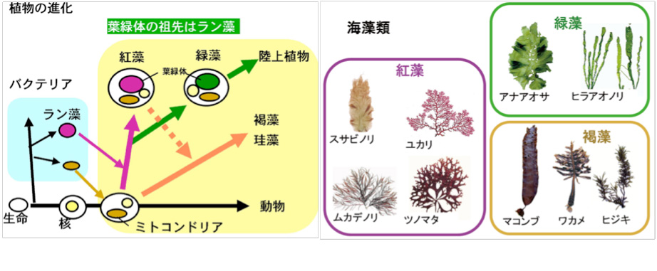 第10回市民公開講座―「有明海・八代海の生物と環境」｜【第5回】