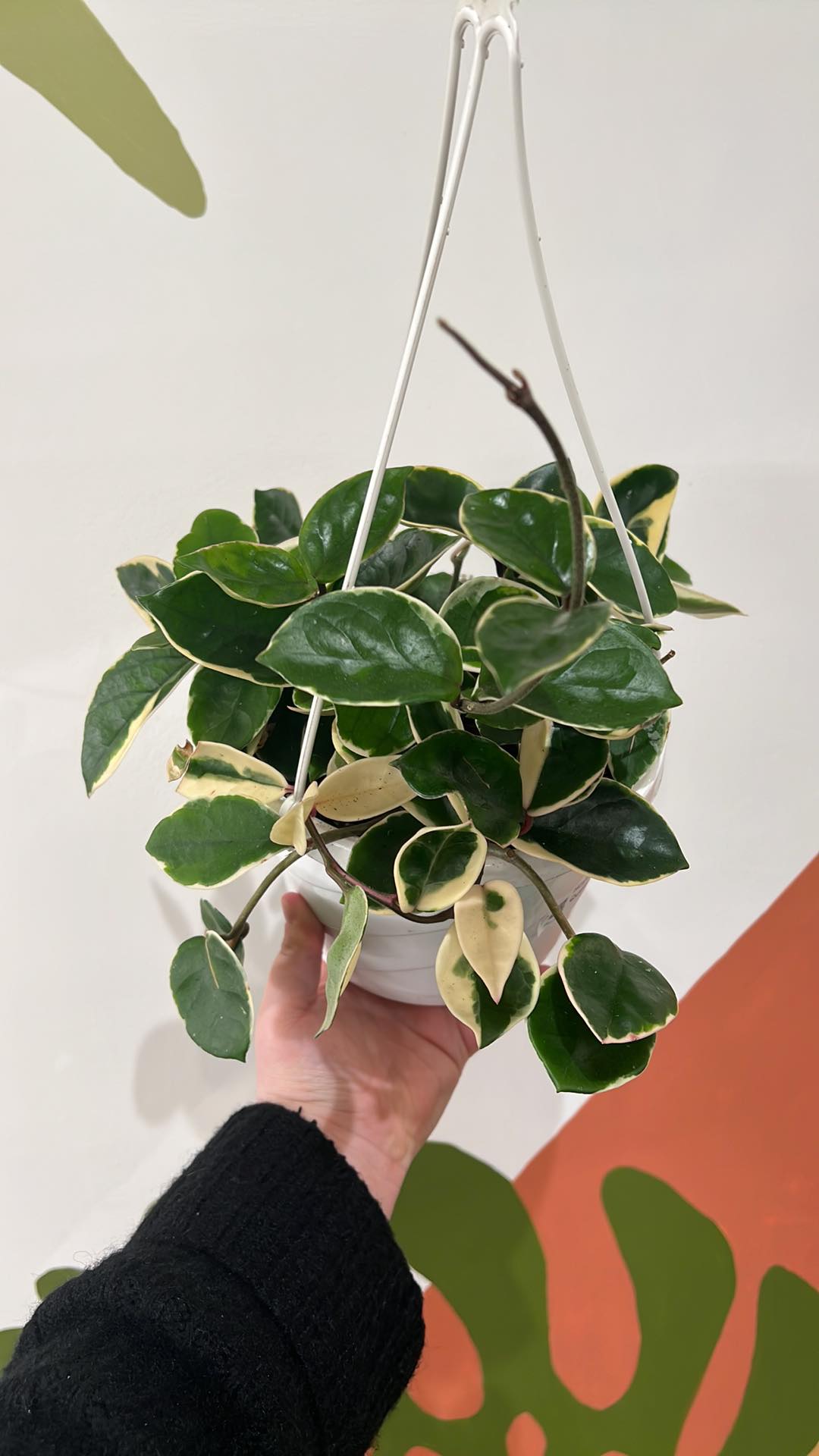 Hoya Carnosa Krimson Queen - The Curious Plantaholic