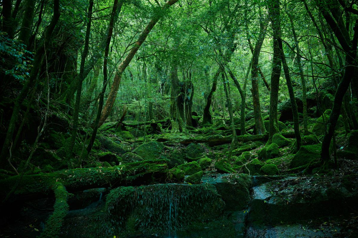 幻想の森 | GANREF