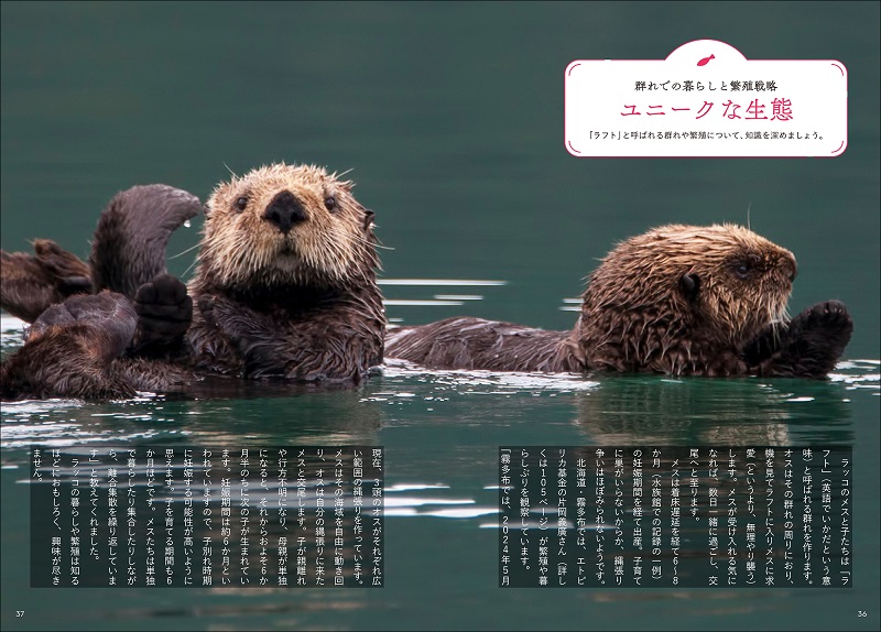 日本の水族館にはわずか3頭 ラッコのすべてが分かる『ラッコBOOK』が
