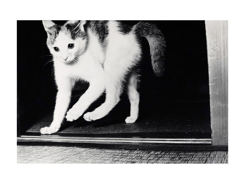 サスケ - 深瀬昌久 | shashasha 写々者 - 写真集とアートブック