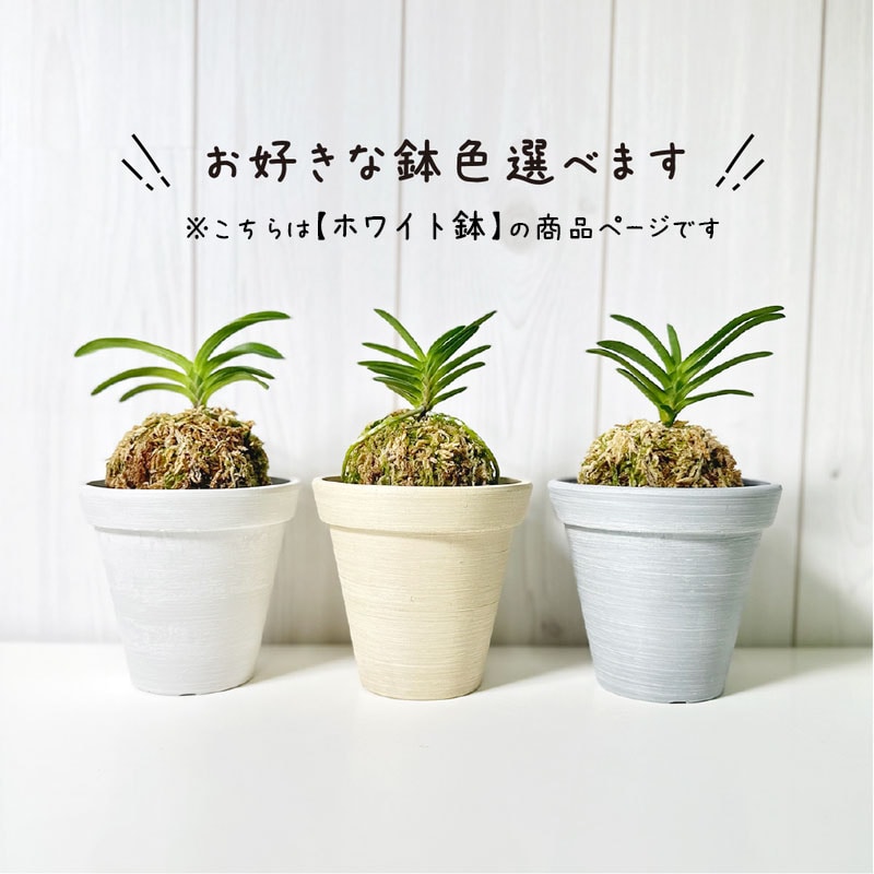 日本の蘭 富貴蘭（エコポット鉢 ／ホワイト）｜郵便局のネットショップ